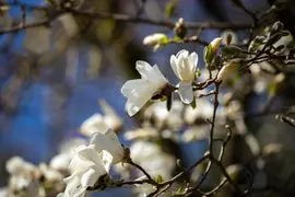Magnolia stellata (Beverboom) - afbeelding 39