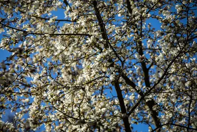 Magnolia stellata (Beverboom) - afbeelding 40