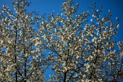 Magnolia stellata (Beverboom) - afbeelding 41