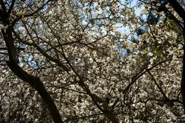 Magnolia stellata (Beverboom) - afbeelding 42