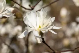 Magnolia stellata (Beverboom) - afbeelding 44