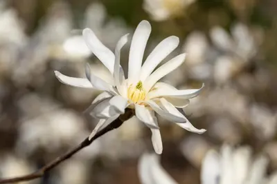 Magnolia stellata (Beverboom) - afbeelding 45