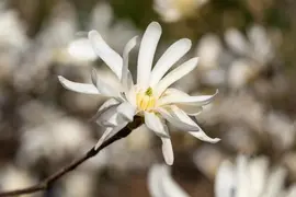Magnolia stellata (Beverboom) - afbeelding 45