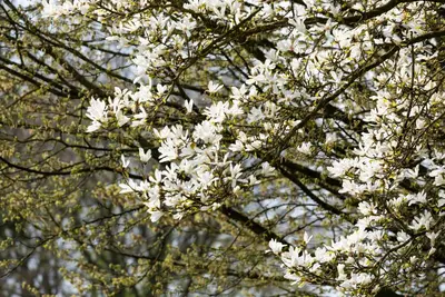 Magnolia stellata (Beverboom) - afbeelding 47