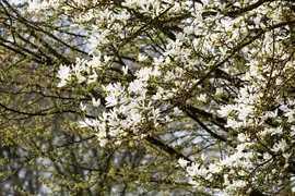 Magnolia stellata (Beverboom) - afbeelding 47