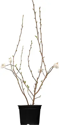 Magnolia stellata (Beverboom) - afbeelding 1