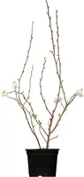 Magnolia stellata (Beverboom) - afbeelding 1