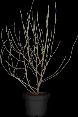 Magnolia stellata 'George Henry Kern' (Beverboom 'George Henry Kern') - afbeelding 1