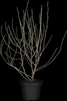 Magnolia stellata 'George Henry Kern' (Beverboom 'George Henry Kern') - afbeelding 1
