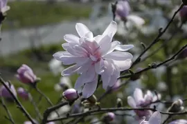 Magnolia stellata 'George Henry Kern' (Beverboom 'George Henry Kern') - afbeelding 2