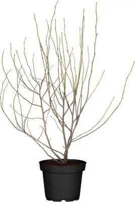 Magnolia stellata 'George Henry Kern' (Beverboom 'George Henry Kern') - afbeelding 1