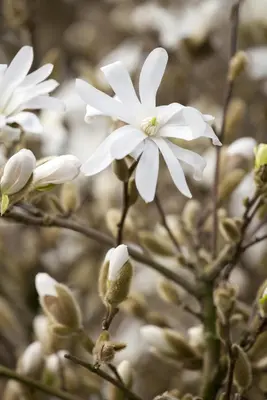 Magnolia stellata 'Royal Star' (Beverboom 'Royal Star') - afbeelding 1
