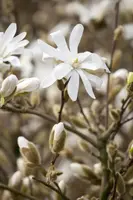 Magnolia stellata 'Royal Star' (Beverboom 'Royal Star') - afbeelding 1
