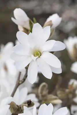 Magnolia stellata 'Royal Star' (Beverboom 'Royal Star') - afbeelding 4