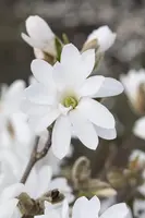 Magnolia stellata 'Royal Star' (Beverboom 'Royal Star') - afbeelding 4