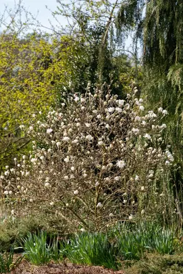 Magnolia stellata 'Royal Star' (Beverboom 'Royal Star') - afbeelding 20