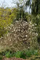 Magnolia stellata 'Royal Star' (Beverboom 'Royal Star') - afbeelding 20