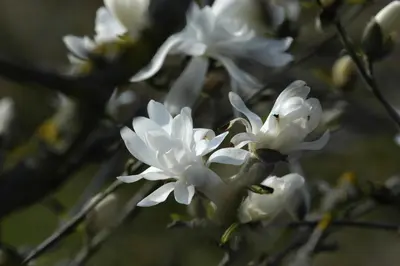 Magnolia stellata 'Royal Star' (Beverboom 'Royal Star') - afbeelding 10
