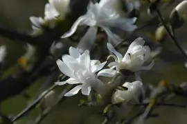 Magnolia stellata 'Royal Star' (Beverboom 'Royal Star') - afbeelding 10