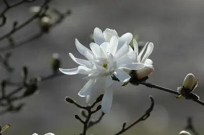 Magnolia stellata 'Royal Star' (Beverboom 'Royal Star') - afbeelding 11