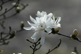 Magnolia stellata 'Royal Star' (Beverboom 'Royal Star') - afbeelding 11
