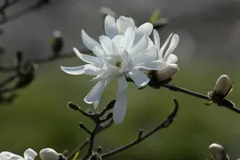 Magnolia stellata 'Royal Star' (Beverboom 'Royal Star') - afbeelding 12