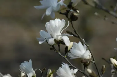 Magnolia stellata 'Royal Star' (Beverboom 'Royal Star') - afbeelding 13