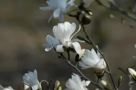 Magnolia stellata 'Royal Star' (Beverboom 'Royal Star') - afbeelding 13