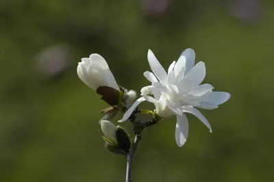 Magnolia stellata 'Royal Star' (Beverboom 'Royal Star') - afbeelding 14