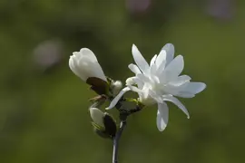 Magnolia stellata 'Royal Star' (Beverboom 'Royal Star') - afbeelding 14