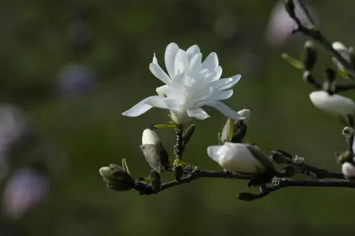 Magnolia stellata 'Royal Star' (Beverboom 'Royal Star') - afbeelding 15