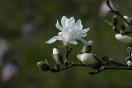 Magnolia stellata 'Royal Star' (Beverboom 'Royal Star') - afbeelding 15