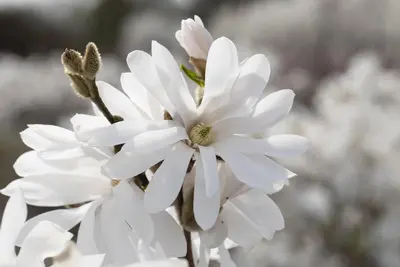 Magnolia stellata 'Royal Star' (Beverboom 'Royal Star') - afbeelding 2