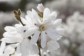 Magnolia stellata 'Royal Star' (Beverboom 'Royal Star') - afbeelding 2