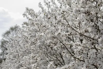 Magnolia stellata 'Royal Star' (Beverboom 'Royal Star') - afbeelding 3