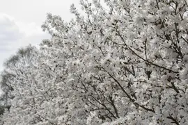 Magnolia stellata 'Royal Star' (Beverboom 'Royal Star') - afbeelding 3