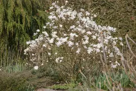 Magnolia stellata 'Royal Star' (Beverboom 'Royal Star') - afbeelding 5
