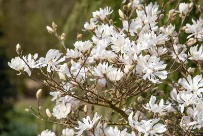 Magnolia stellata 'Royal Star' (Beverboom 'Royal Star') - afbeelding 6