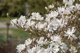 Magnolia stellata 'Royal Star' (Beverboom 'Royal Star') - afbeelding 7