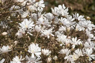 Magnolia stellata 'Royal Star' (Beverboom 'Royal Star') - afbeelding 8