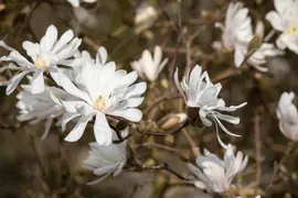 Magnolia stellata 'Royal Star' (Beverboom 'Royal Star') - afbeelding 9