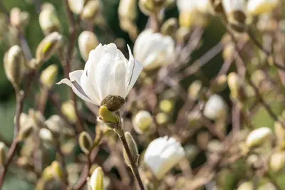 Magnolia stellata 'Royal Star' (Beverboom 'Royal Star') - afbeelding 16