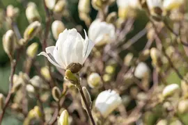 Magnolia stellata 'Royal Star' (Beverboom 'Royal Star') - afbeelding 16