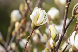 Magnolia stellata 'Royal Star' (Beverboom 'Royal Star') - afbeelding 17