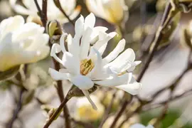 Magnolia stellata 'Royal Star' (Beverboom 'Royal Star') - afbeelding 18