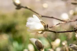 Magnolia stellata 'Royal Star' (Beverboom 'Royal Star') - afbeelding 19
