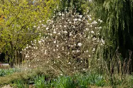 Magnolia stellata 'Royal Star' (Beverboom 'Royal Star') - afbeelding 21