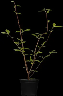 Magnolia x soulangiana (Beverboom) - afbeelding 1