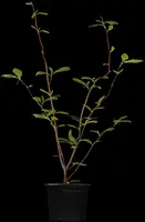 Magnolia x soulangiana (Beverboom) - afbeelding 1