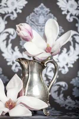 Magnolia x soulangiana (Beverboom) - afbeelding 3